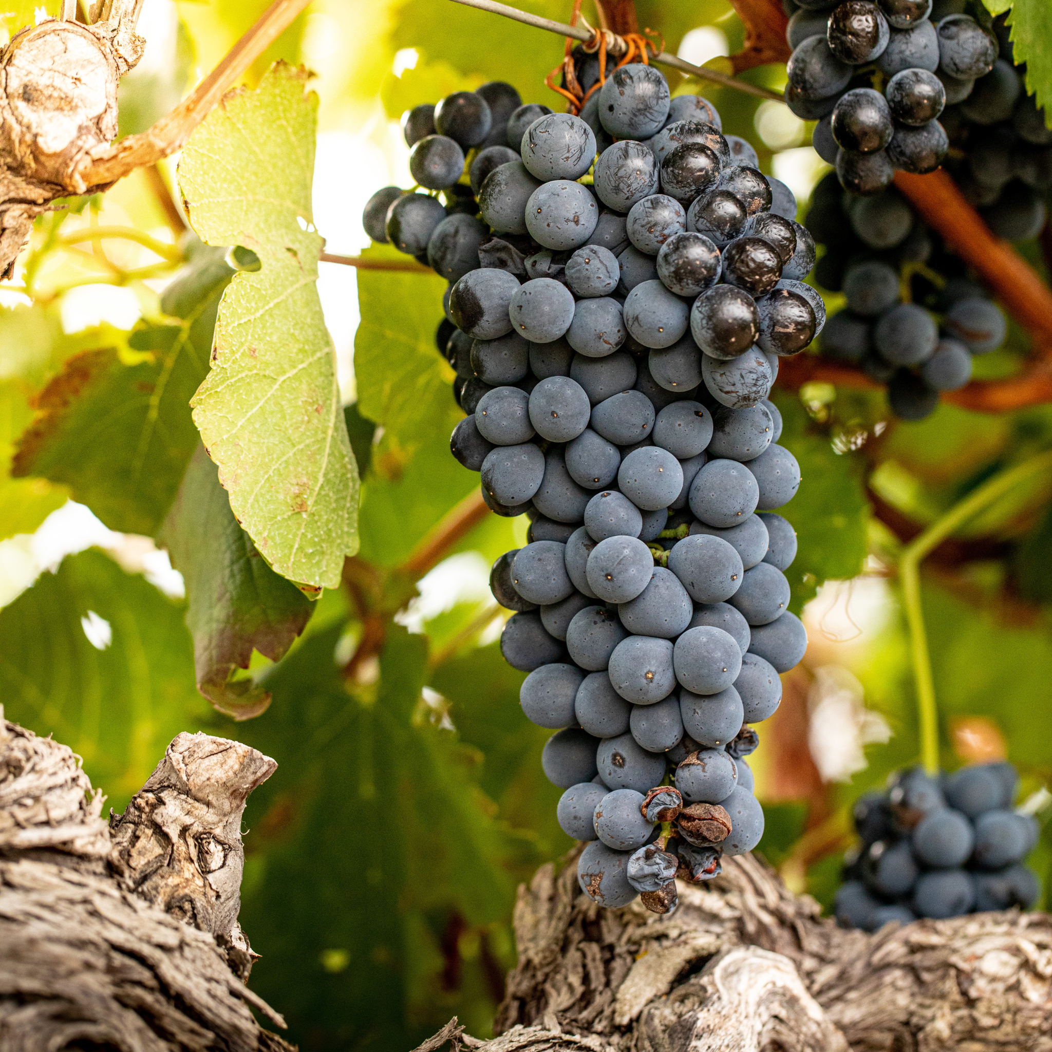 Weintraube am Weinstock bei Chateau Calissanne